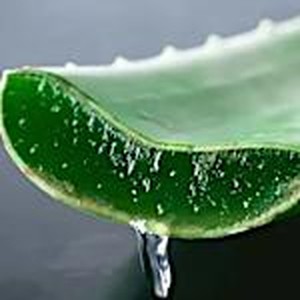 Fresh aloe leaf